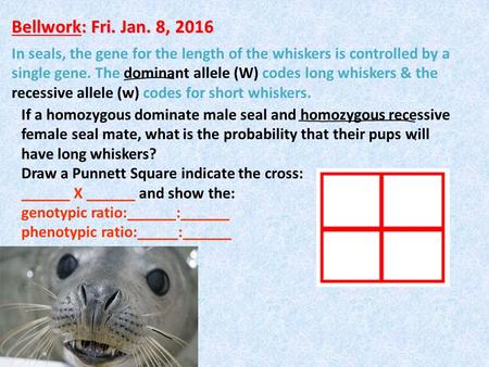 Bellwork: Fri. Jan. 8, 2016 In seals, the gene for the length of the whiskers is controlled by a single gene. The dominant allele (W) codes long whiskers.