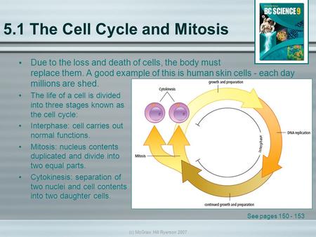(c) McGraw Hill Ryerson 2007 5.1 The Cell Cycle and Mitosis Due to the loss and death of cells, the body must replace them. A good example of this is human.