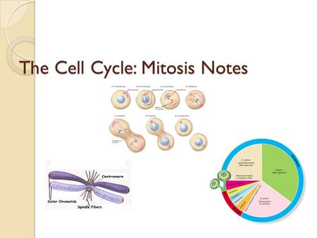The Cell Cycle: Mitosis Notes. Facts * Somatic cells – “soma” means body * Body cells each contain the same number of chromosomes *How many chromosomes.