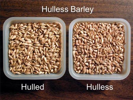 Hulless Barley Hulled Hulless.