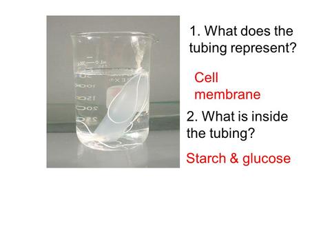 1. What does the tubing represent? 2. What is inside the tubing? Cell membrane Starch & glucose.