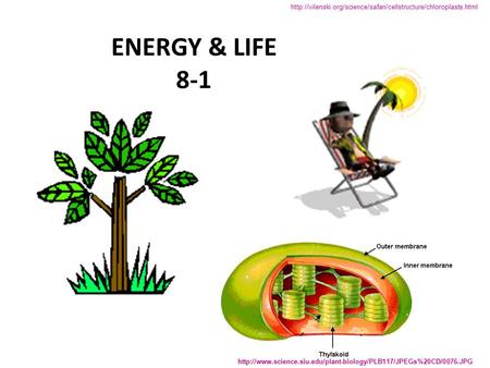 ENERGY & LIFE 8-1