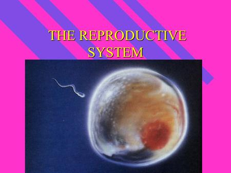THE REPRODUCTIVE SYSTEM THE REPRODUCTIVE SYSTEM Male Reproductive System To produce sperm, semen & testosterone To produce sperm, semen & testosterone.