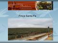 Finca Santa Fe. The farm covers an area of ​​ 380 hectares with approximately 80,000 olive trees varieties Picual, Arbequnia, Manzanilla and Hojiblanca.