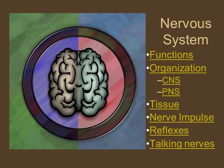 Nervous System Functions Organization –CNSCNS –PNSPNS Tissue Nerve Impulse Reflexes Talking nerves.