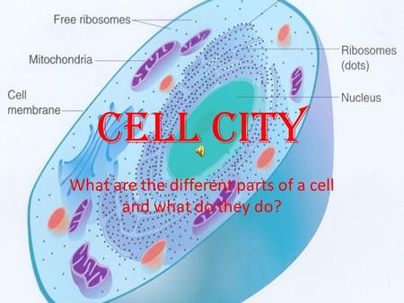 What are the different parts of a cell and what do they do?
