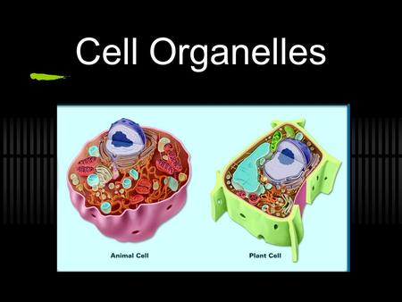 Cell Organelles. An organelle is a membrane-bound structure that carries out specific activities for the cell.