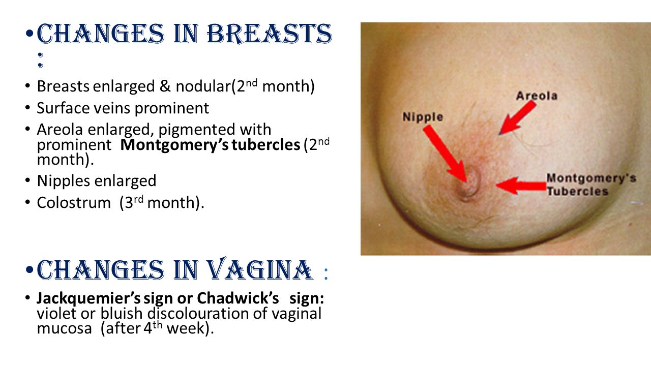Nipples Vagina 11