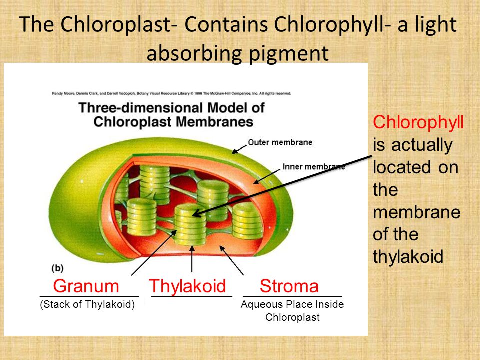 book die mitochondrialen