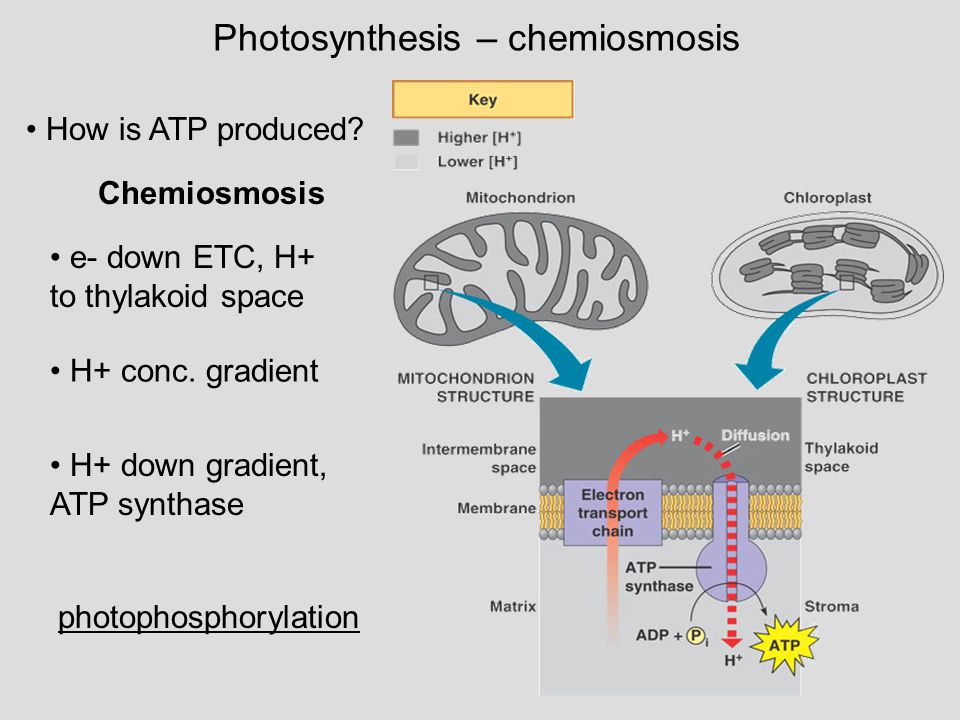 Image result for chemiosmosis and photosynthesis