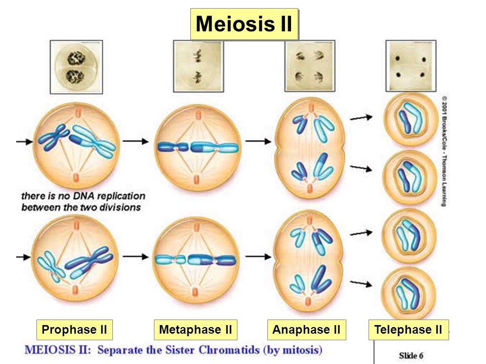Lab 8 Mitosis and Meiosis - University of South Alabama