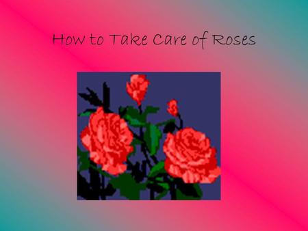 How to Take Care of Roses Planting a rosebush takes a lot of work. The climate depends on whether its a good time to plant. Bare-root roses should be.