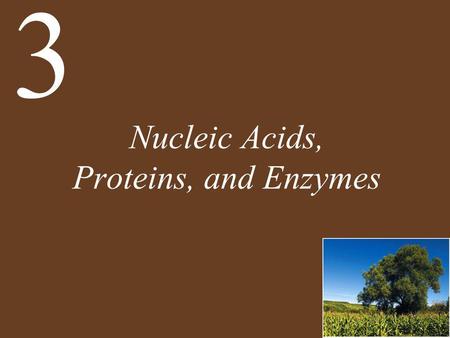 Nucleic Acids, Proteins, and Enzymes