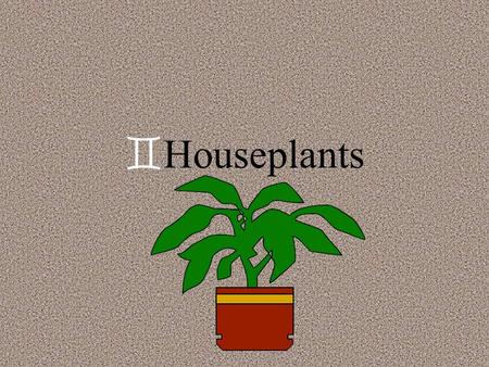 `Houseplants `Caring for houseplants `W`Watering `s`signs of improper watering `d`drooping leaves - lack of water.