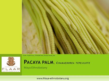 Pacaya palm, Chamaedorea tepejilote