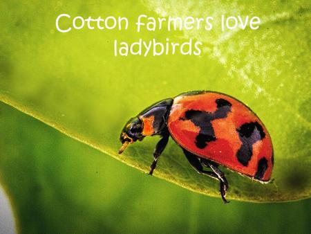 Cotton farmers love ladybirds. What is cotton? What is a cotton field?