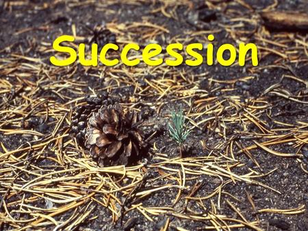 Succession. Primary Succession The establishment and development of an ecosystem in an area that was previously uninhabited Lichens and mosses Grasses.