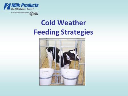 Cold Weather Feeding Strategies. What Influences Calf Growth? Nutrition Health Genetics Environment.