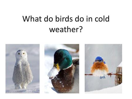 What do birds do in cold weather?. How do birds stay warm?