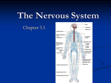The Nervous System Chapter 3.1.