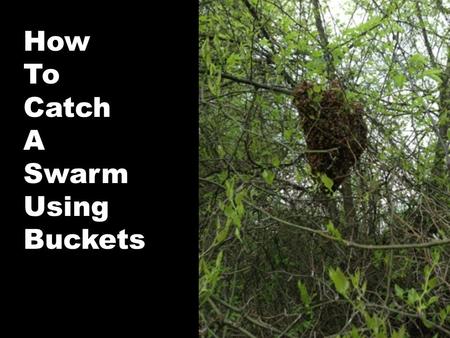 How To Catch A Swarm Using Buckets. Take 2 plastic buckets and cut a large matching hole in the bottom of each. Using screen wire, preferably 1/8 hardware.