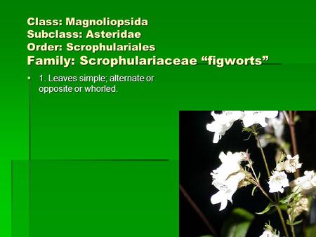 Class: Magnoliopsida Subclass: Asteridae Order: Scrophulariales Family: Scrophulariaceae “figworts” 1. Leaves simple; alternate or opposite or whorled.