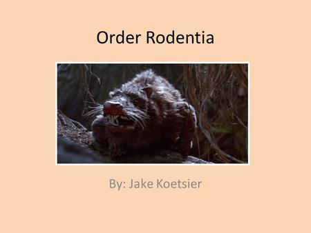 Order Rodentia By: Jake Koetsier. Mammal Phylogeny.