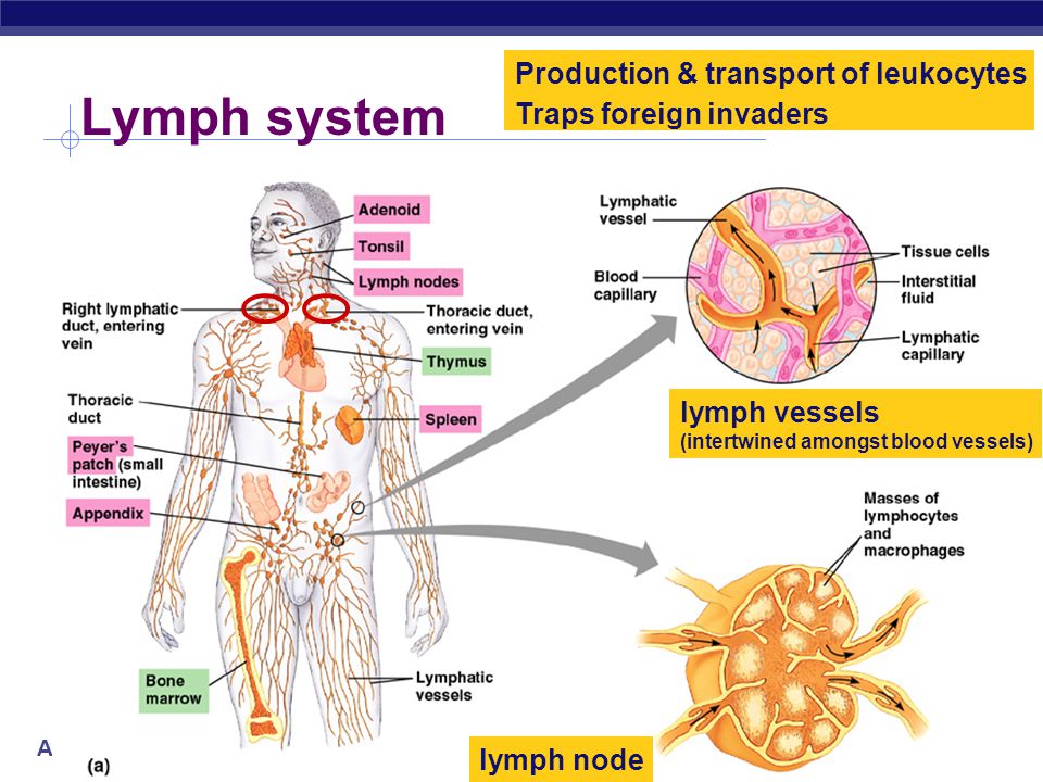 read bone tissue