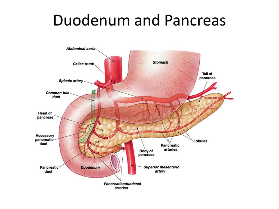 download essentials of anatomy and