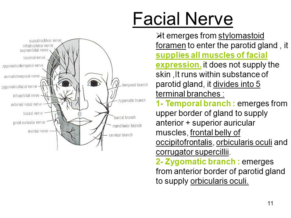 Facial Nerve Supply 84