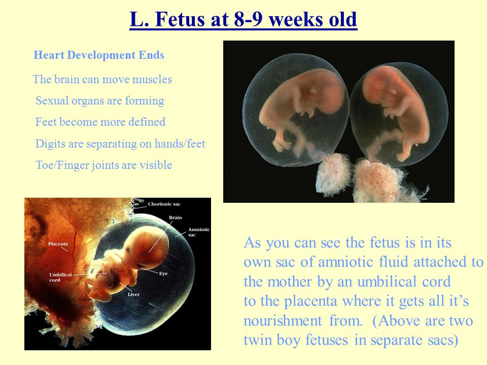FROM CONCEPTION TO BIRTH  ppt video online download