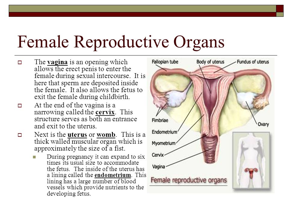 Sexual Reproductive Organs 63