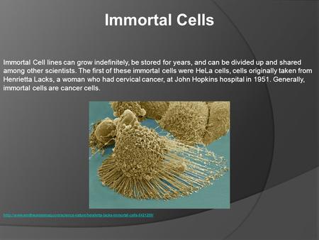 Immortal Cells Immortal Cell lines can grow indefinitely, be stored for years, and can be divided up and shared among other scientists. The first of these.