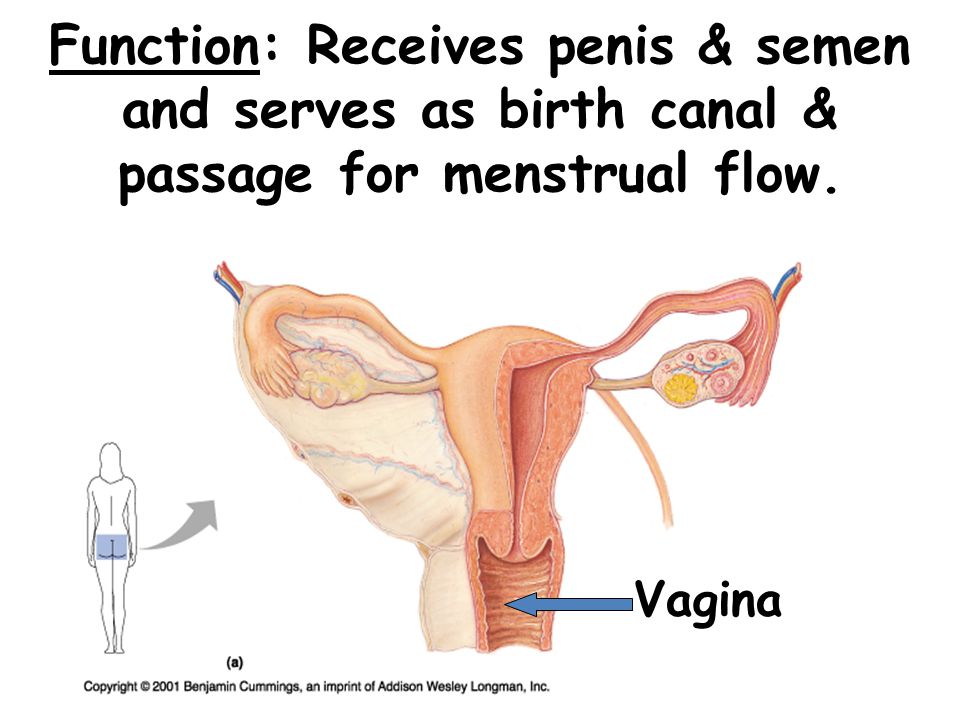 The Function Of The Penis 64