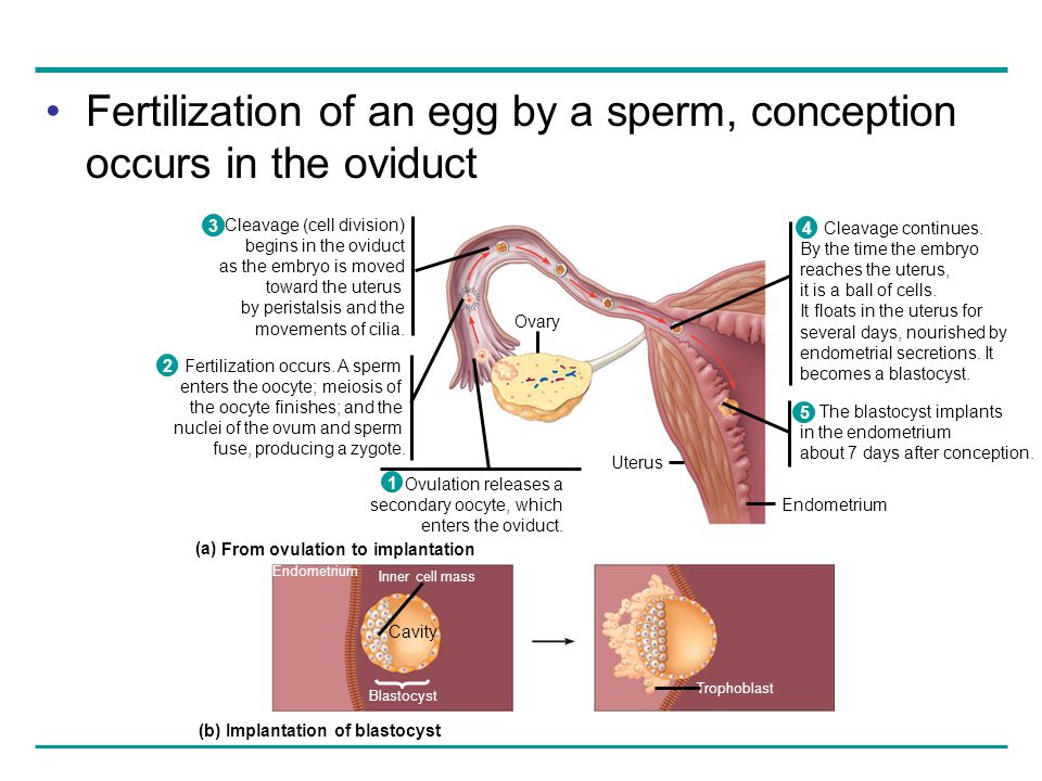Chapter 46 Animal Reproduction. - ppt download