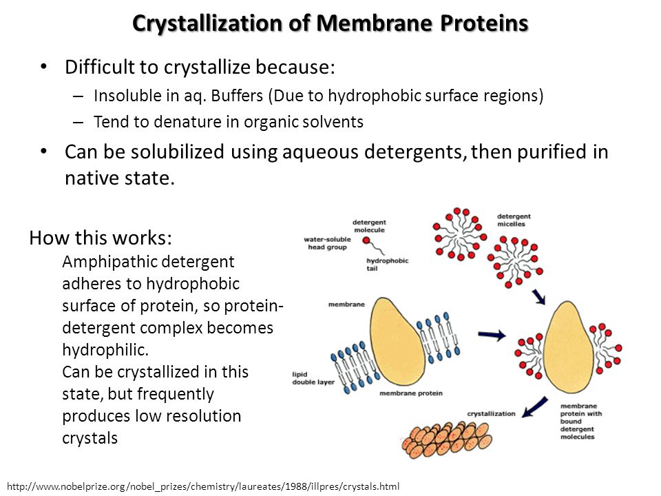 download nuclear particles the cell nucleus