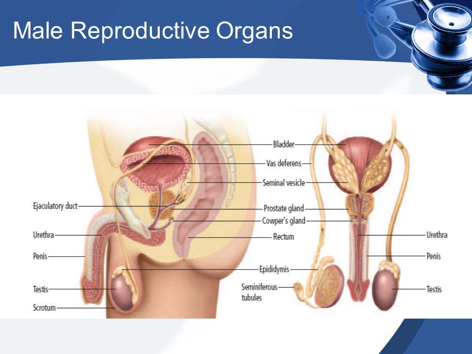 Male Reproductive Organs 92