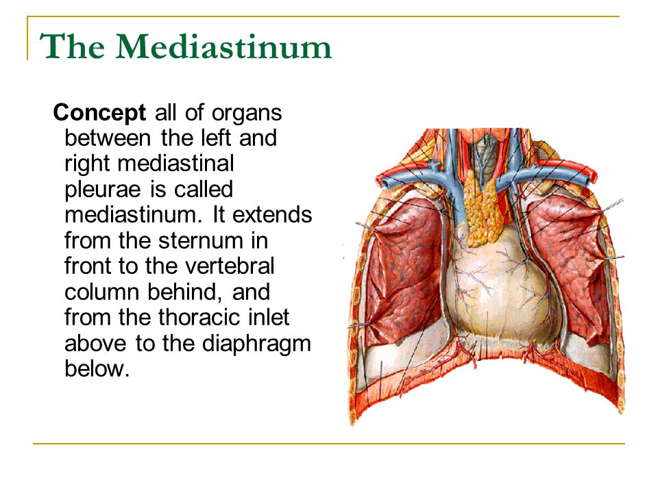 the mediastinumconcept all of organs between the left and right