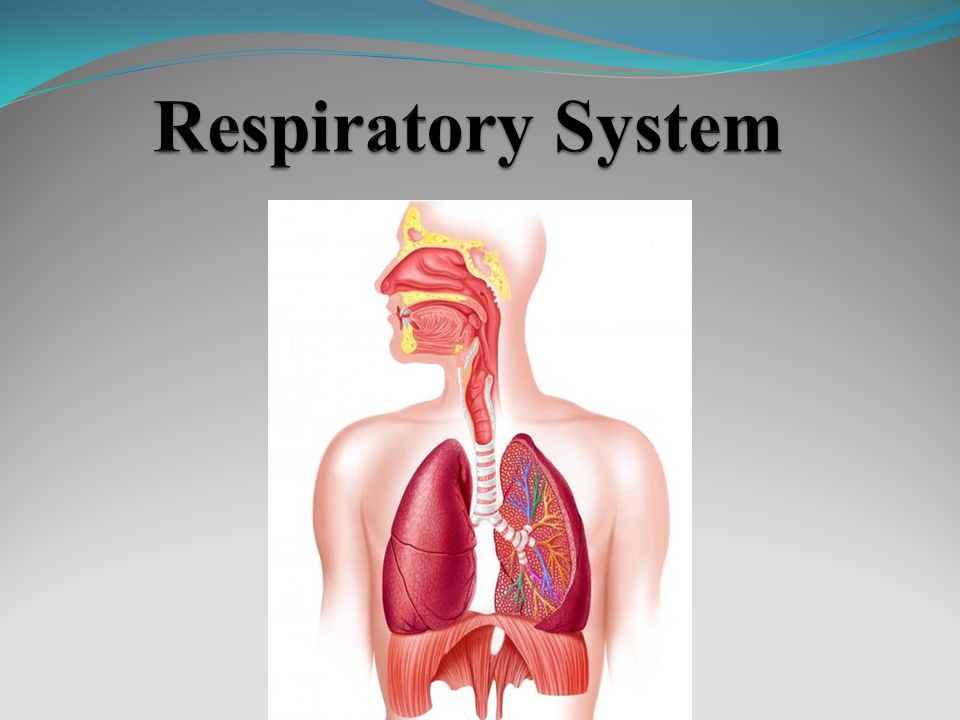 download interpretation of diagnostic