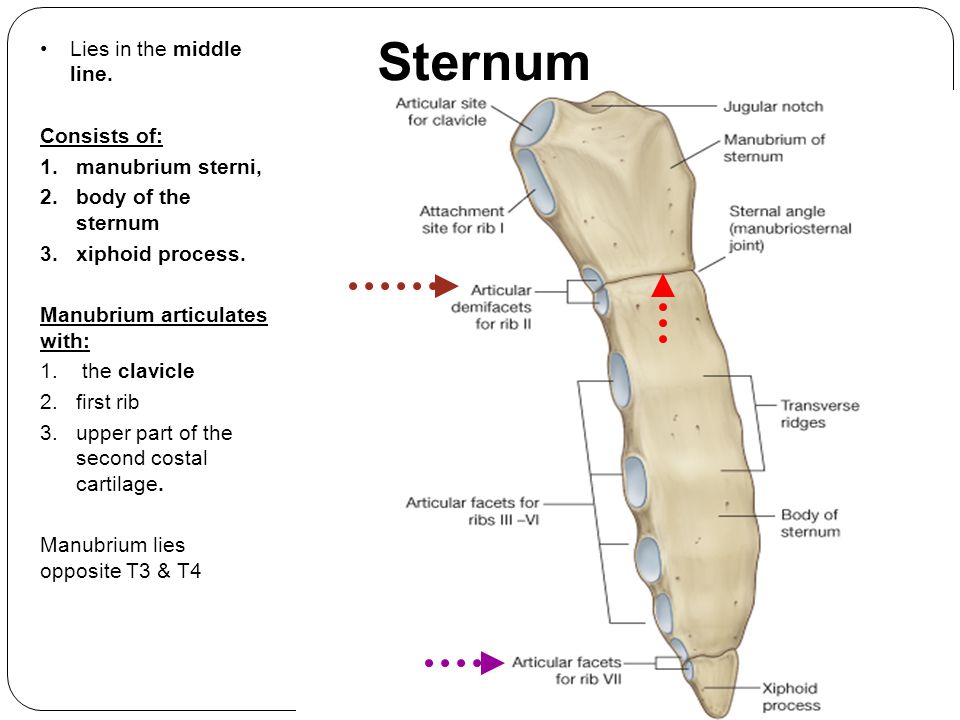 consists of: manubrium sterni, body of the sternumxiphoid