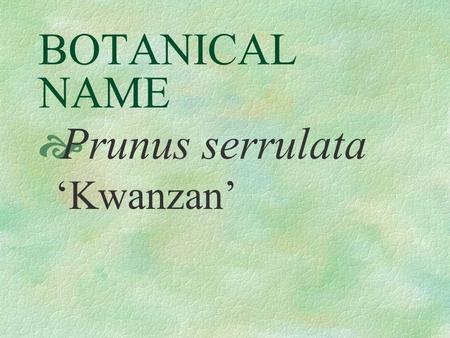 BOTANICAL NAME  Prunus serrulata ‘Kwanzan’ PRONUNCIATION  PRUNE - us  proo’nus  sair - yew - LAY - tuh.