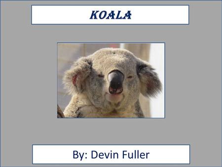 KOALA By: Devin Fuller. Animal Facts Description Their color is ash and white their size is 2 to three feet long they weigh 19 to 29 pounds and have fur.