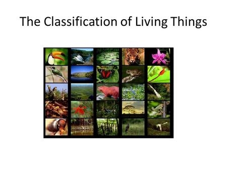 The Classification of Living Things. Classification Unit Definitions Classification – to organize organisms/objects in groups based on similar characteristics.
