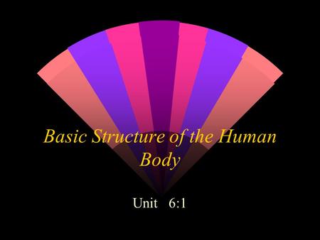 Basic Structure of the Human Body Unit 6:1 Terminology w Anatomy w Physiology w Pathophysiology.