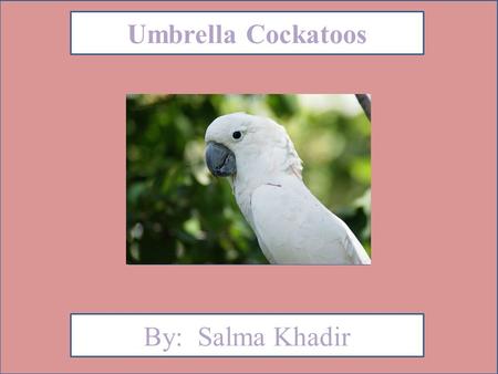 Umbrella Cockatoos By: Salma Khadir. Animal Facts Description Umbrella Cockatoos are white,and pale yellow. They can weigh about 20 oz. (565g) Umbrella.