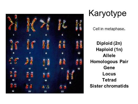 Karyotype Cell in metaphase. Diploid (2n) Haploid (1n) Allele Homologous Pair Gene Locus Tetrad Sister chromatids.