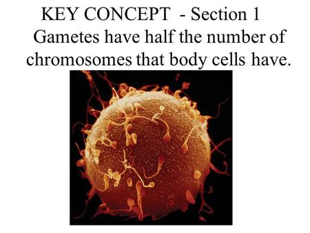KEY CONCEPT - Section 1 Gametes have half the number of chromosomes that body cells have.