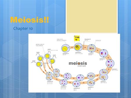 Meiosis!! Chapter 10. Meiosis  Purpose: to make sex cells  Gamete: sex cell  Male gamete= sperm  Female gamete= egg (ovum)