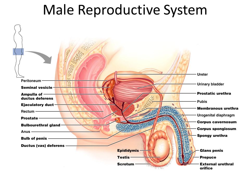 The Male Reproductive System 7