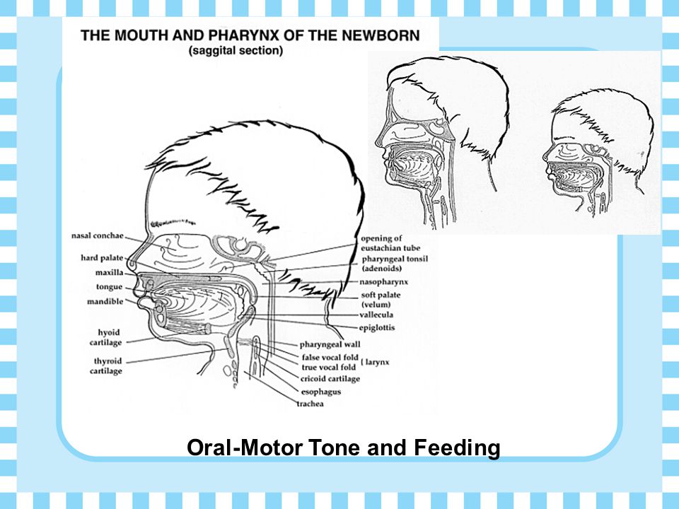 Oral Motor Feeding 52